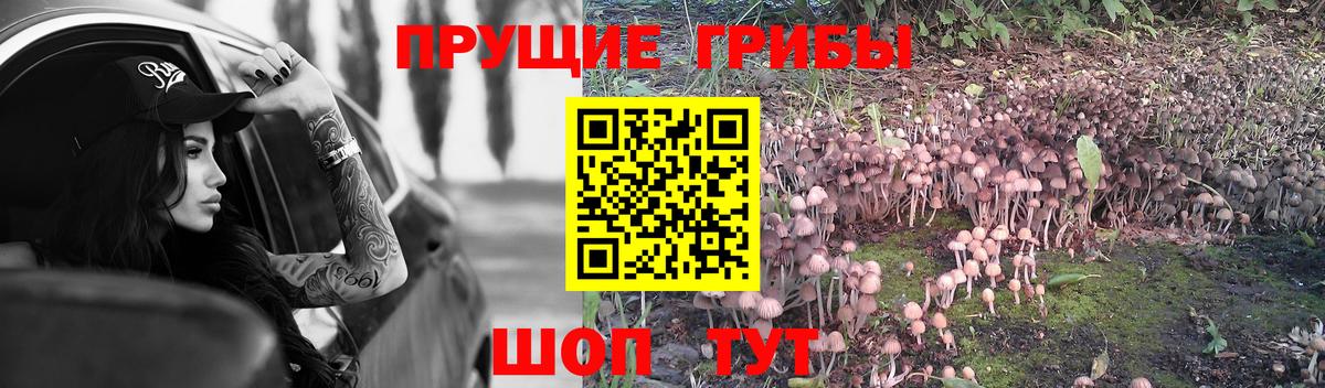 Псилоцибиновые грибы Cubensis  Урай 